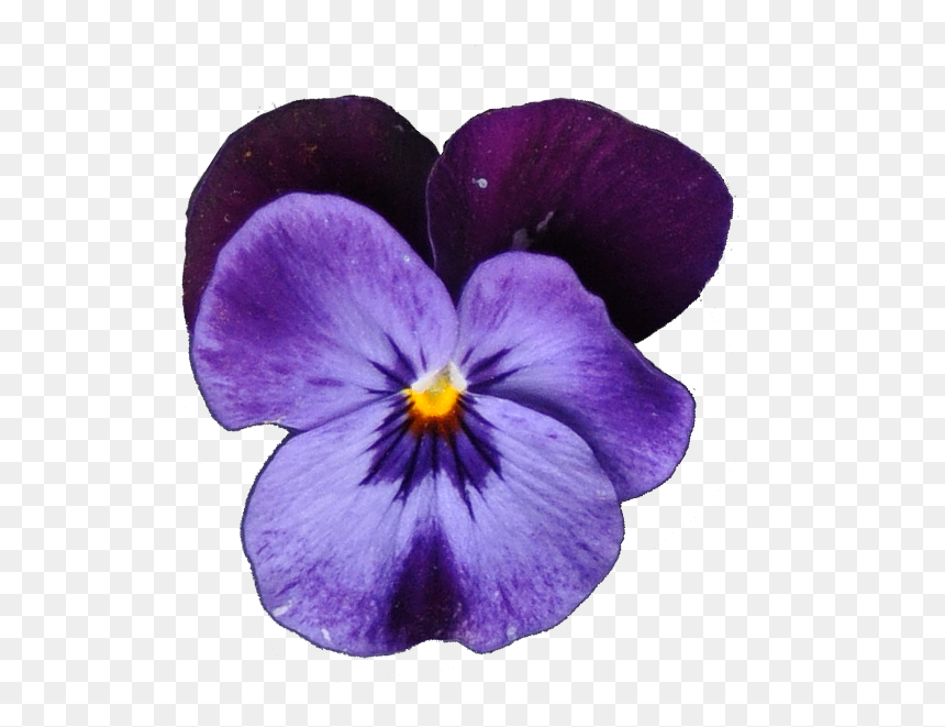 Stiefmuetterchen Blau - Pansy, HD Png Download - groundcover png
