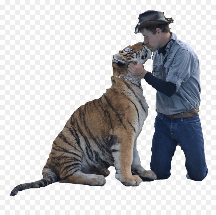 Randy The Tiger Man, HD Png Download - bengal tiger png