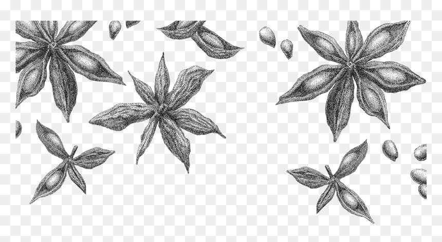 Star Anise Rev Sketch - Sketch Star Anise Drawing, HD Png Download - star drawing png