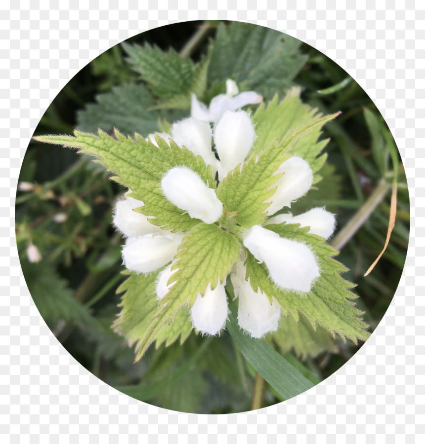 White Dead Nettle, One Of The Herbs In Wylde One - Corchorus, HD Png Download - groundcover png