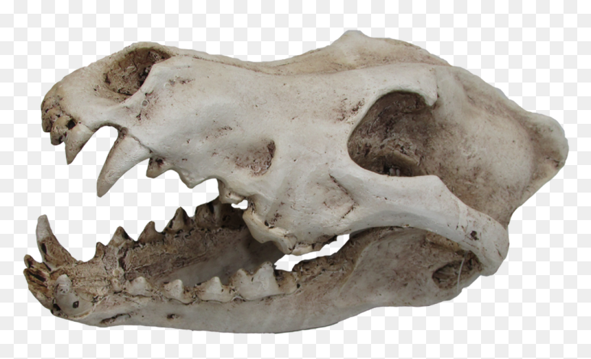Skull, HD Png Download - wolf skull png