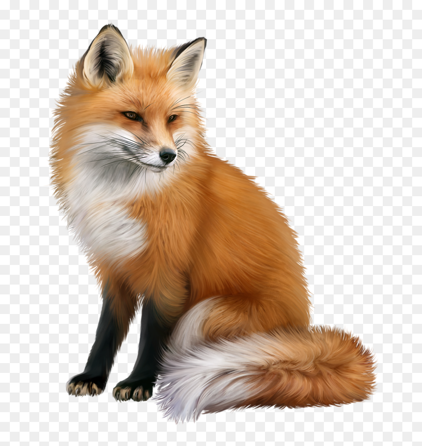 Fox Png, Transparent Png - baby fox png