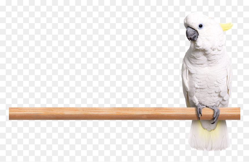 Photo Of A White Cockatoo Perched On A Limb - Sulphur-crested Cockatoo, HD Png Download - cockatoo png