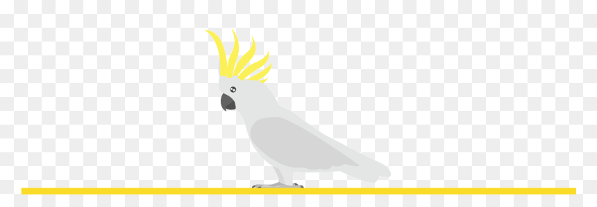 The Average Longevity Of A Cockatoos Parrot Is 50 To - Sulphur-crested Cockatoo, HD Png Download - cockatoo png