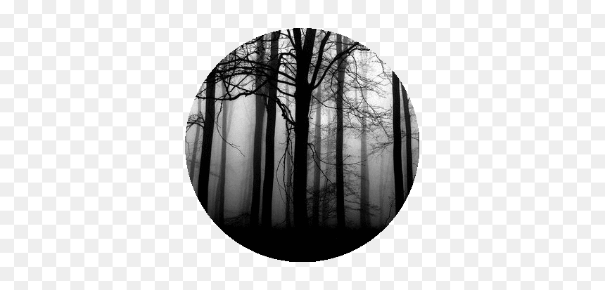 #black #black&white #blackicon #circle #blackcircle - Dark Forest, HD Png Download - dark tree png