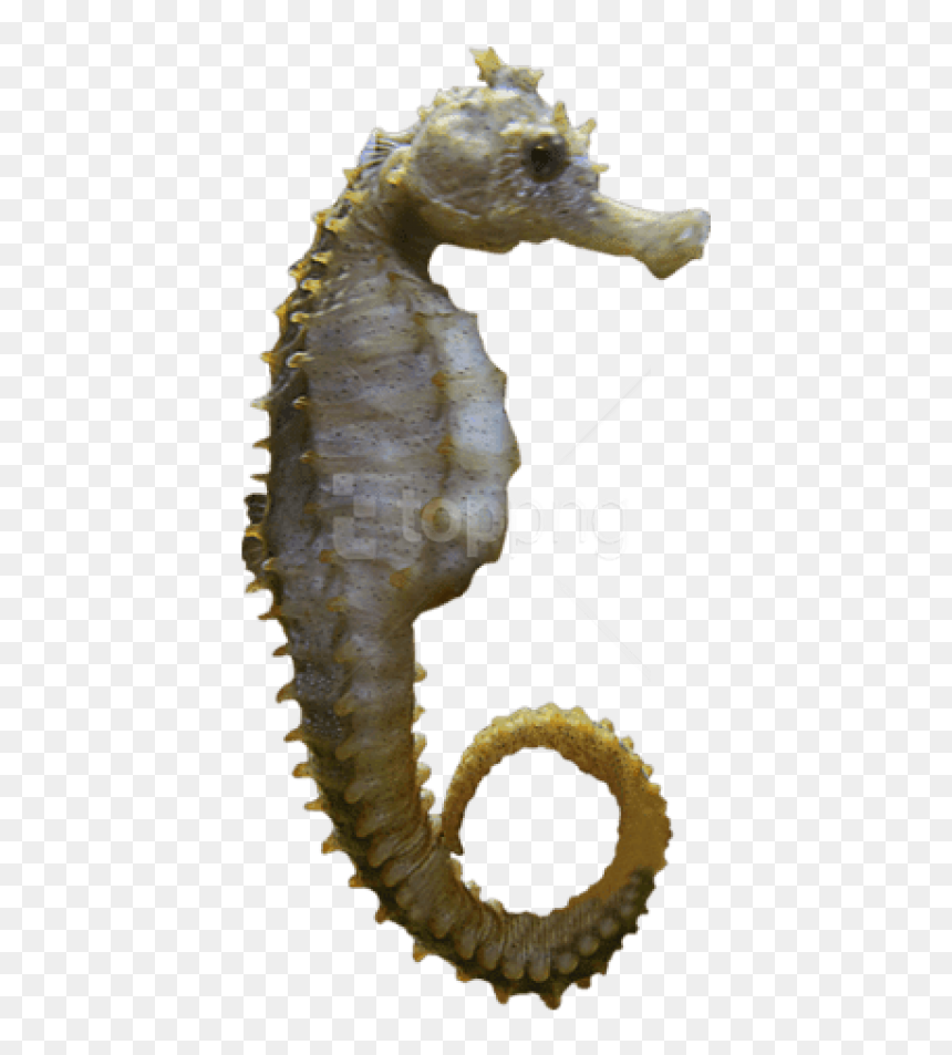 Free Png Download Seahorse Sideview Png Images Background - Морской Конек Пнг, Transparent Png - sea horse png