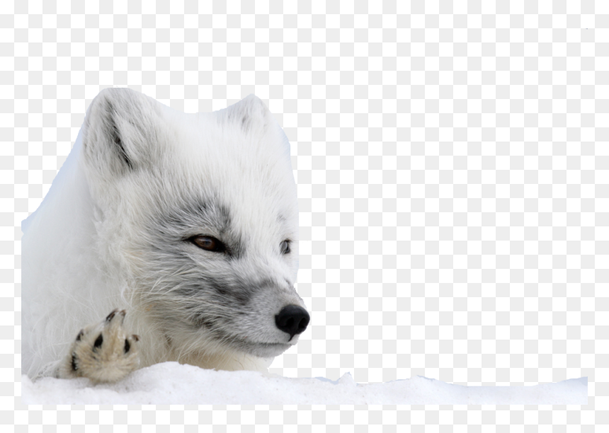 Arctic Fox Png Background - White Fox Transparent Background, Png Download - arctic fox png