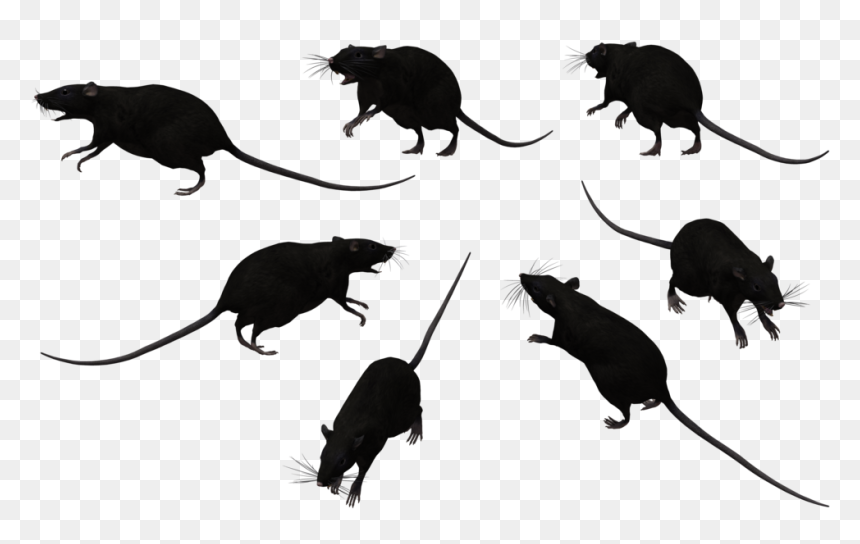 Clipart Rats , Png Download - Rats Clipart Black And White, Transparent Png - rats png