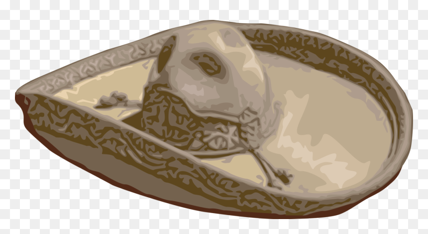 Vector Illustration Of Spanish Or Mexican Wide-brimmed - Vector Graphics, HD Png Download - mariachi hat png