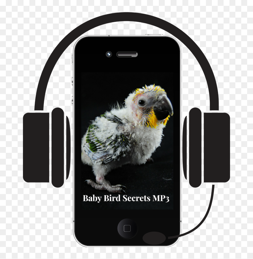 Transparent Baby Bird Png - Cockatoo, Png Download - cockatoo png