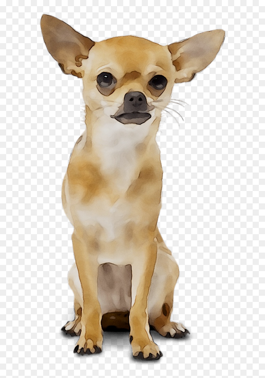 Chihuahua Russkiy Breed Dog Toy Wedding Organizer Clipart - Chihuahua Transparent Background, HD Png Download - dog toy png