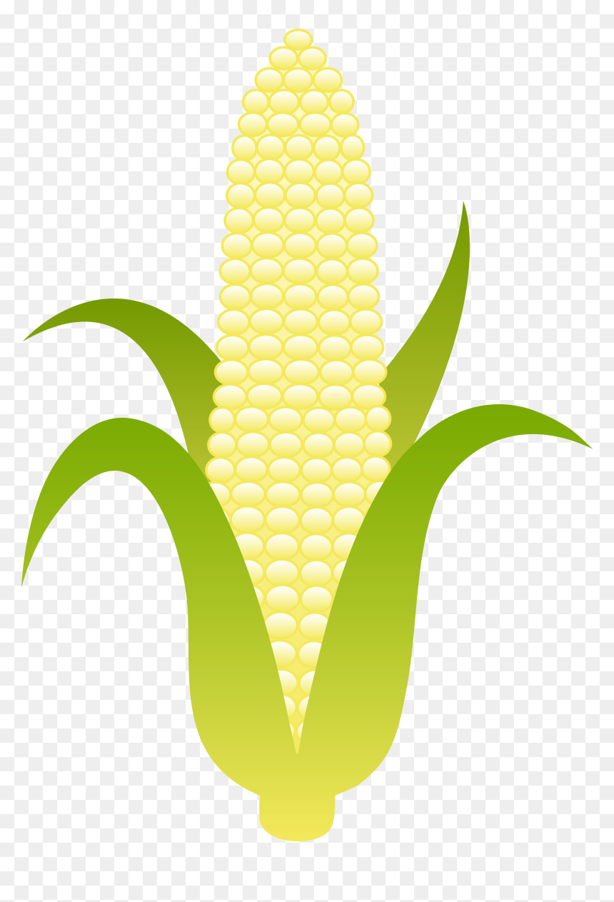 Ear Of Sweet White Corn Free Clip Art - Illustration, HD Png Download - corn clipart png