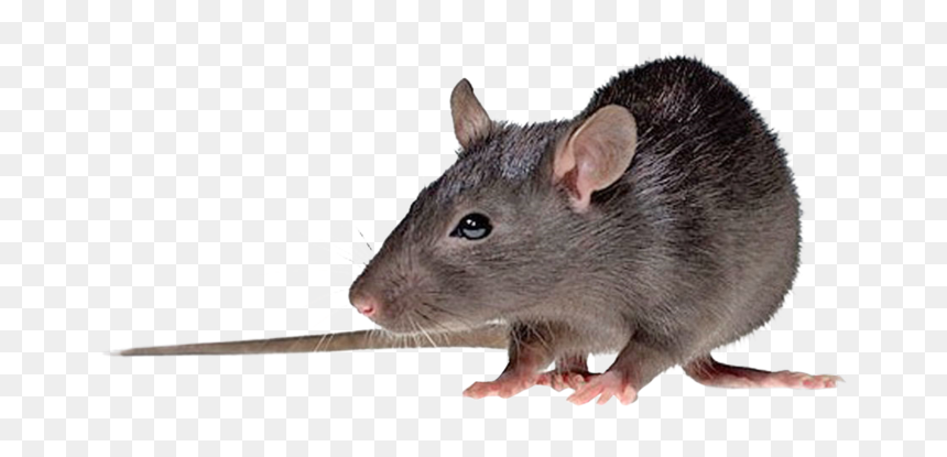 20828e00-nzwxn - Hantavirus, HD Png Download - rats png