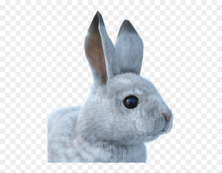 Thumb Image - Snowshoe Hare Png, Transparent Png - hare png