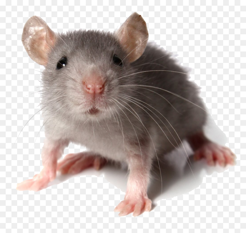 Mouse Looking At You, HD Png Download - rats png