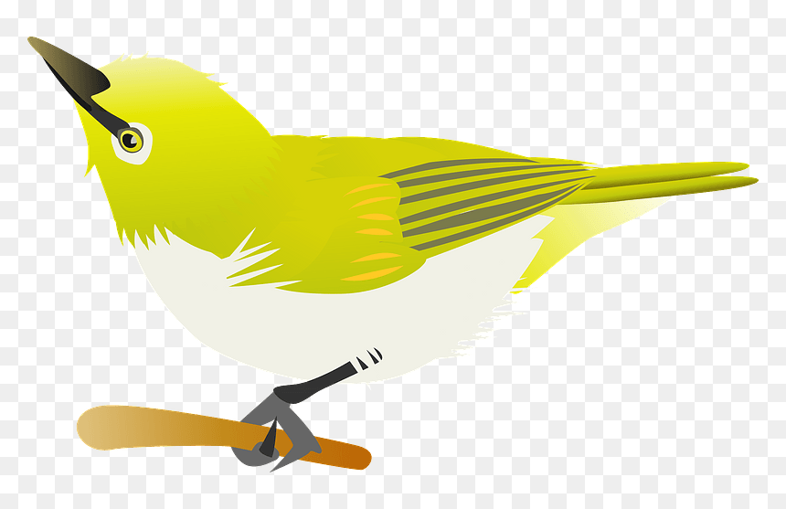 Japanese White-eye Apricot Clipart - Budgie, HD Png Download - white eye png