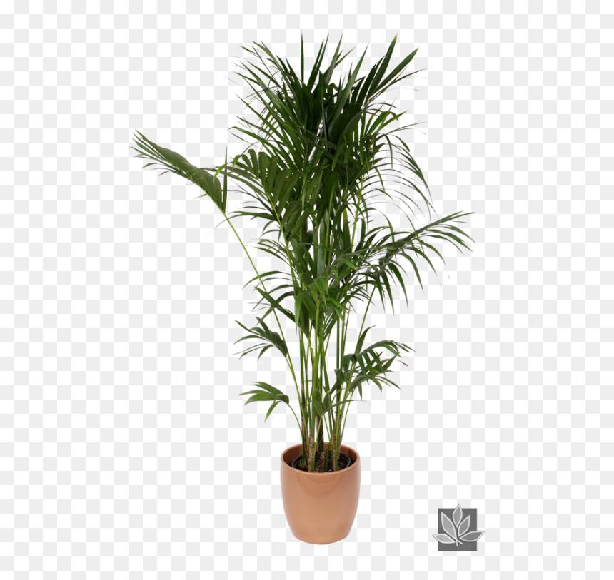 Office Plant Png - Howea Forsteriana Png, Transparent Png - office plant png