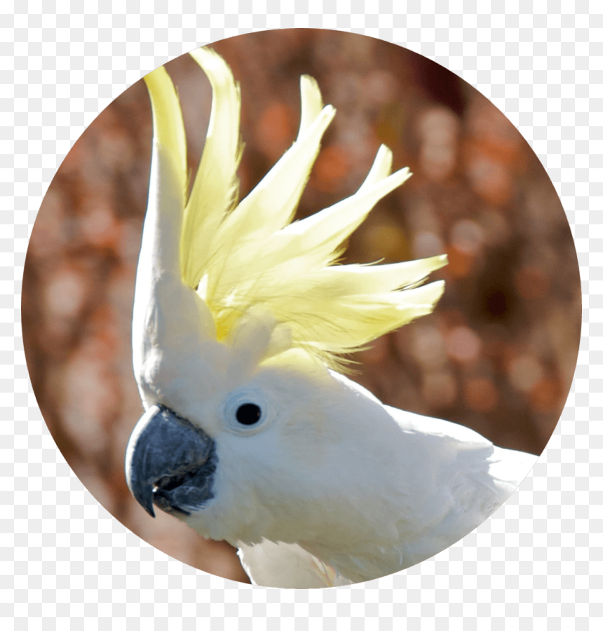 Pet Birds In India, HD Png Download - cockatoo png