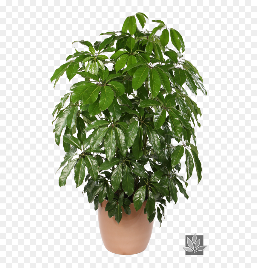 Schefflera Png, Transparent Png - office plant png