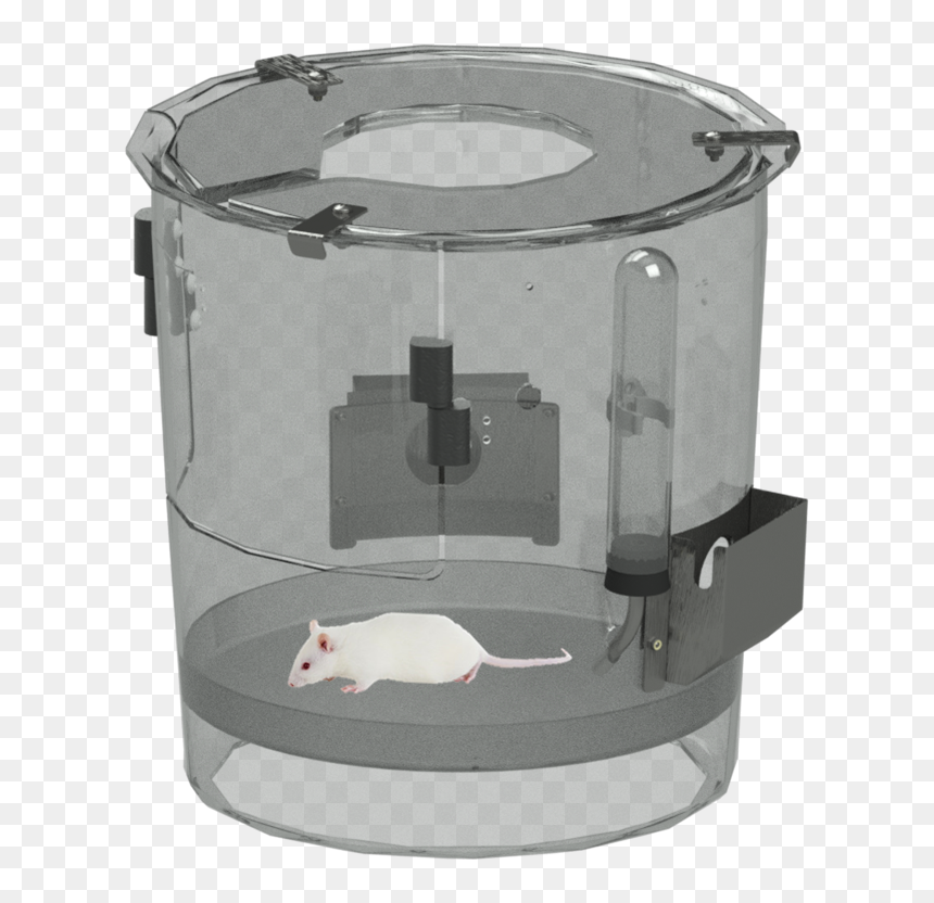 Rat, HD Png Download - rats png