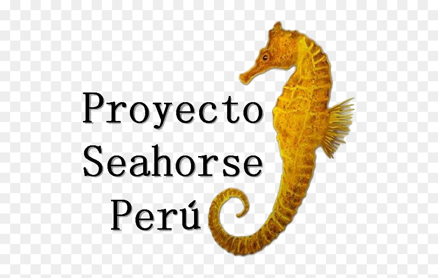 Seahorse Peru, HD Png Download - sea horse png