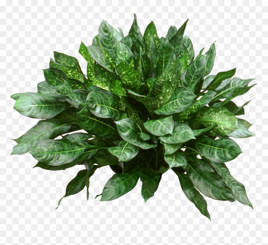 Houseplant, HD Png Download - office plant png