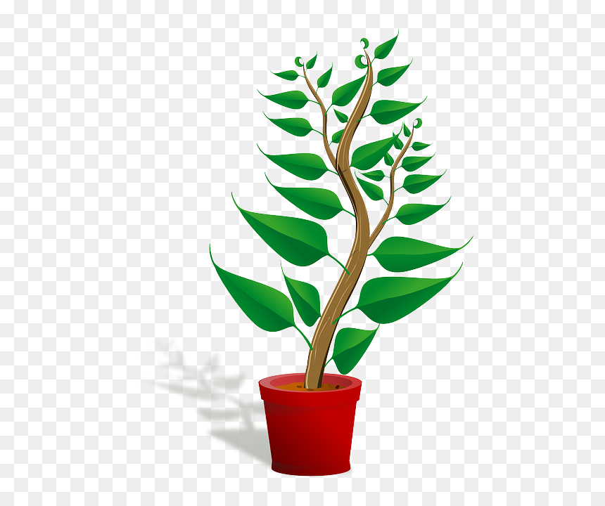 Getting To Know Plants, HD Png Download - office plant png