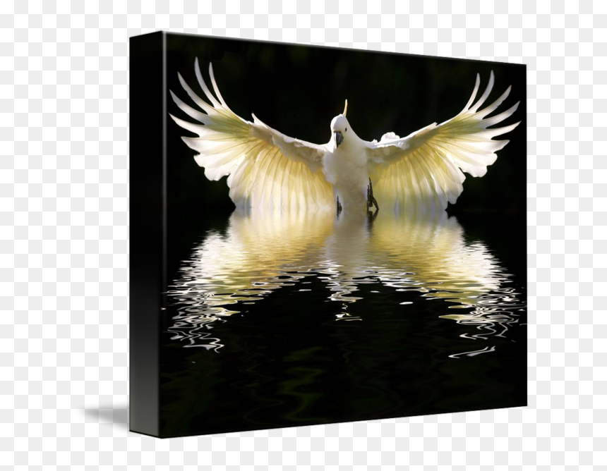 Sulphur Crested Cockatoos Flying, HD Png Download - cockatoo png