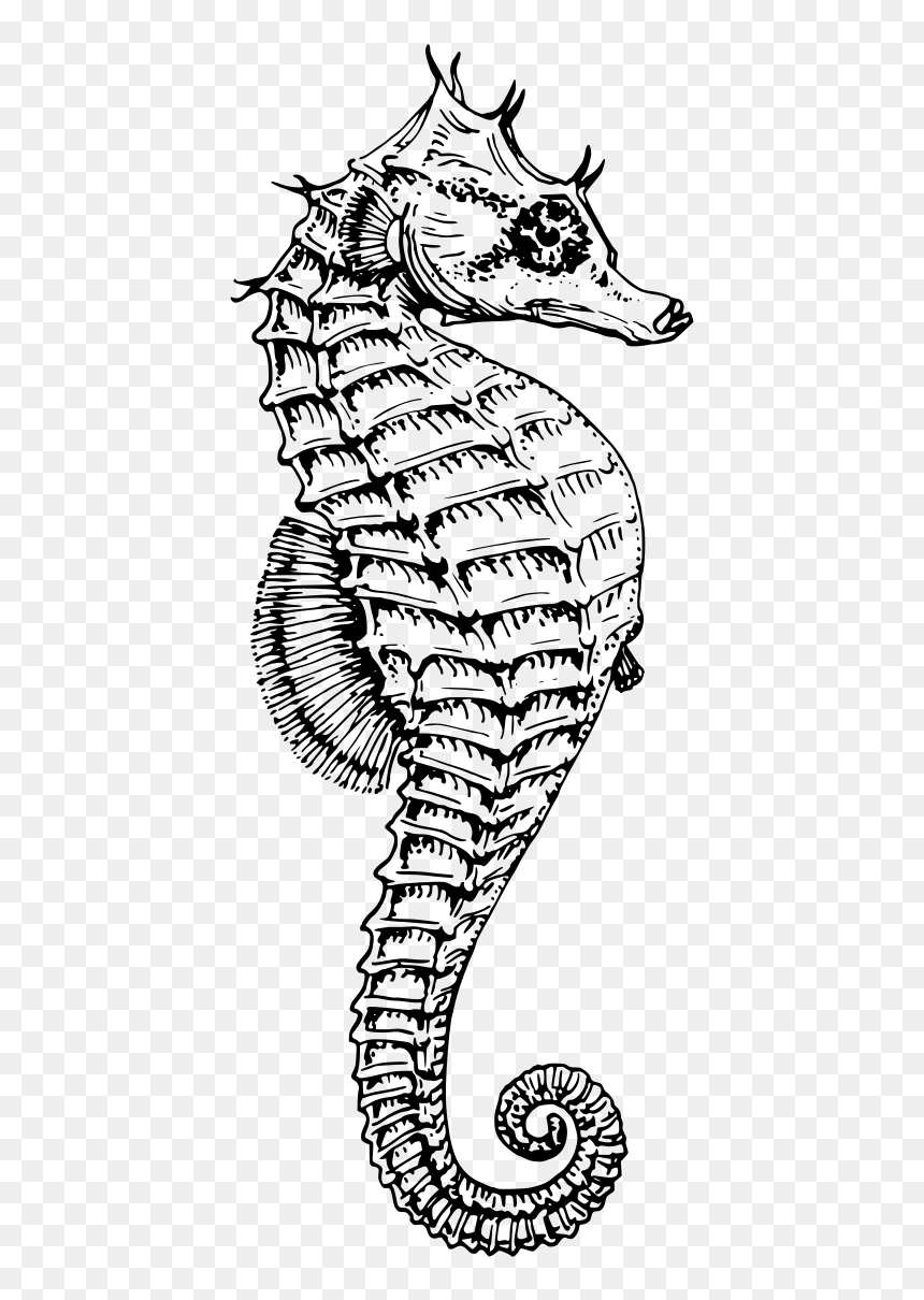 Black And White Seahorse, HD Png Download - sea horse png