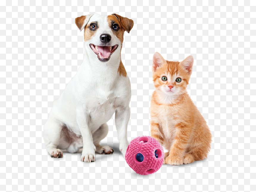 Cuteness, HD Png Download - dog toy png