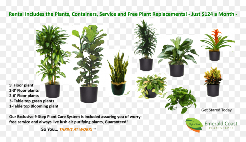 Easy Plant Rentals, Starting At Just $124/month - Houseplant, HD Png Download - office plant png