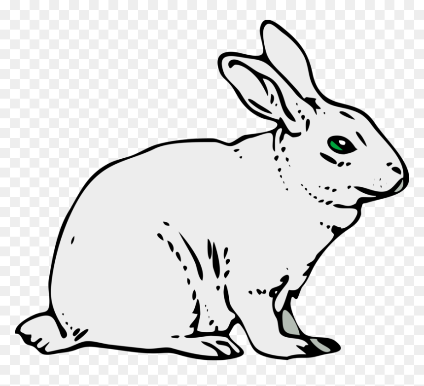 Rabits And Hares,carnivoran,hare - Rabbit Clipart Free, HD Png Download - hare png