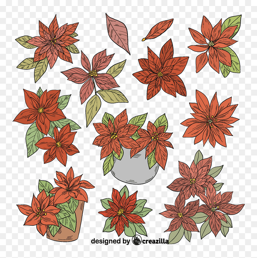 Set Of Poinsettia Vector - Floral Design, HD Png Download - dandelion vector png