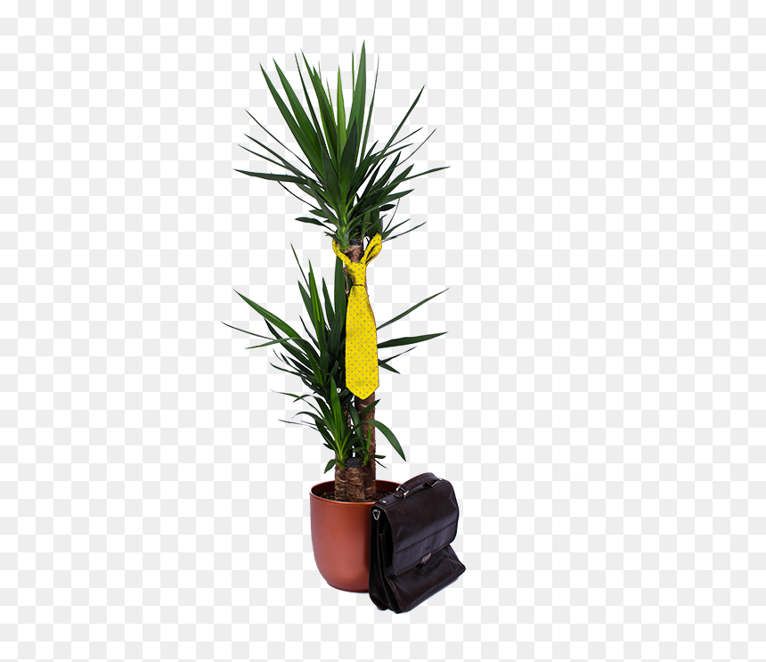 Flowerpot, HD Png Download - office plant png