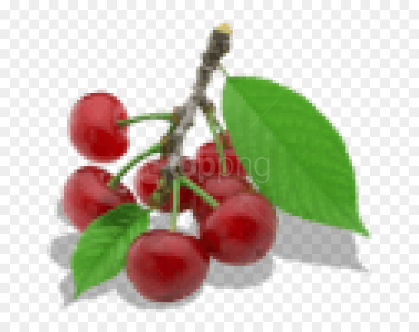 Download Twig Of Cherry Clipart Png Photo - Portable Network Graphics, Transparent Png - cherry clipart png