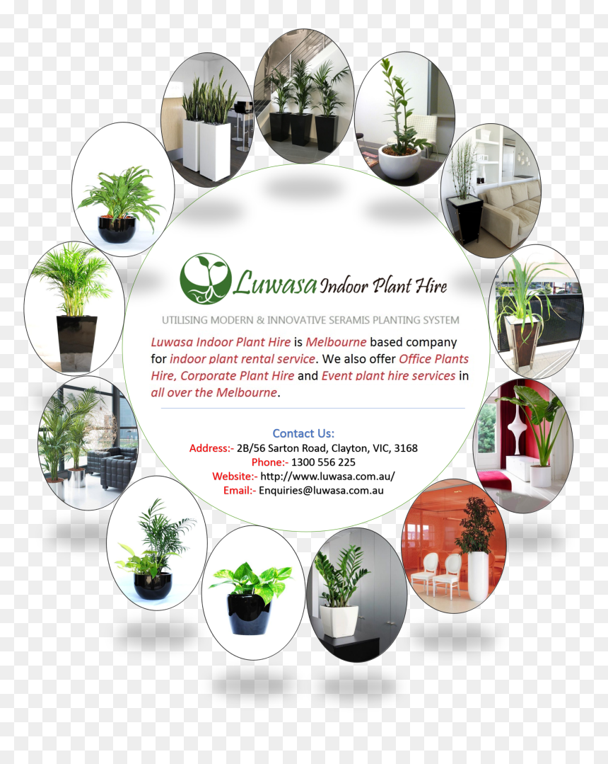 Indoor Plant Hire Melbourne - Plantas De Interior, HD Png Download - office plant png