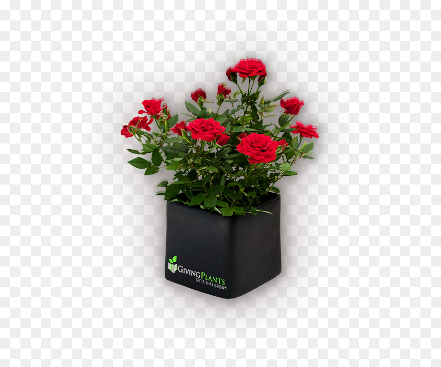 Corporate Logo Gift Plants - Increase Flowering In Plants, HD Png Download - office plant png