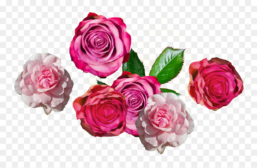 Garden Roses, HD Png Download - lipstick print png