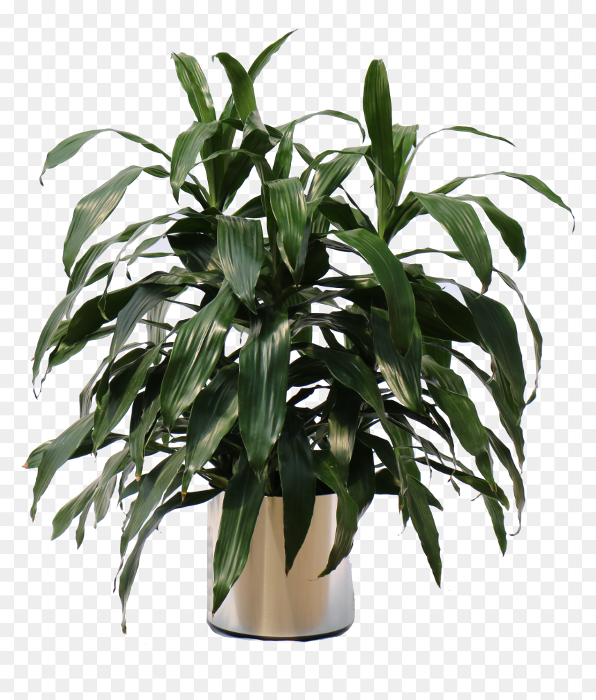 Jcbush-scapechrome - Houseplant, HD Png Download - office plant png