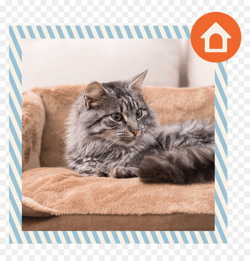 4 - Cat Bed, HD Png Download - tabby cat png