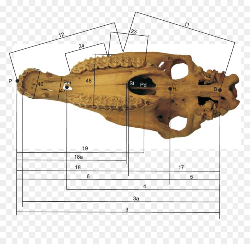 Transparent Medieval Border Png - Boat, Png Download - medieval border png