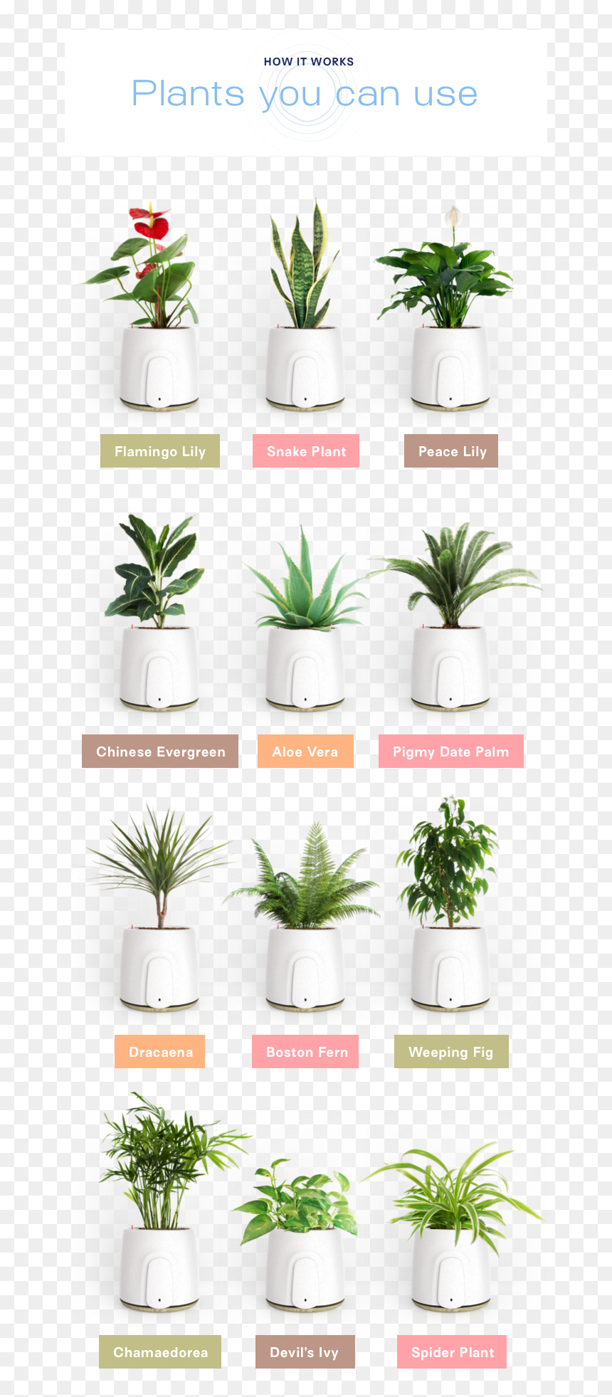 Natede Plants, HD Png Download - office plant png