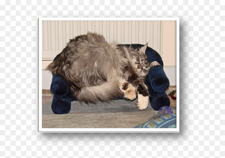 Tabby Cat , Png Download - Paw, Transparent Png - tabby cat png