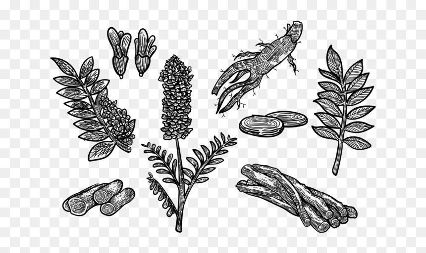 Free Hand Drawn Licorice Vector - Liquorice Vector, HD Png Download - licorice png