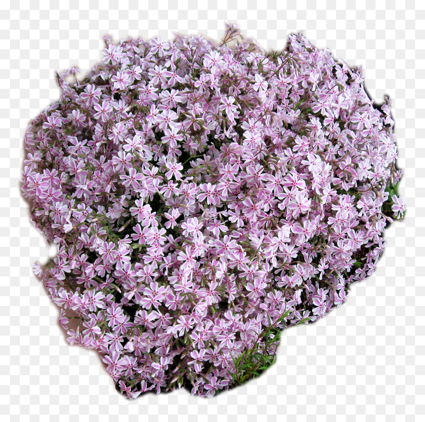 Artificial Flower, HD Png Download - ground cover png