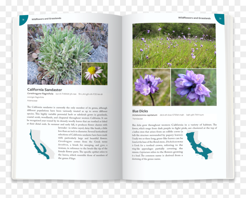 Blue-dicks - Crocus, HD Png Download - ground cover png