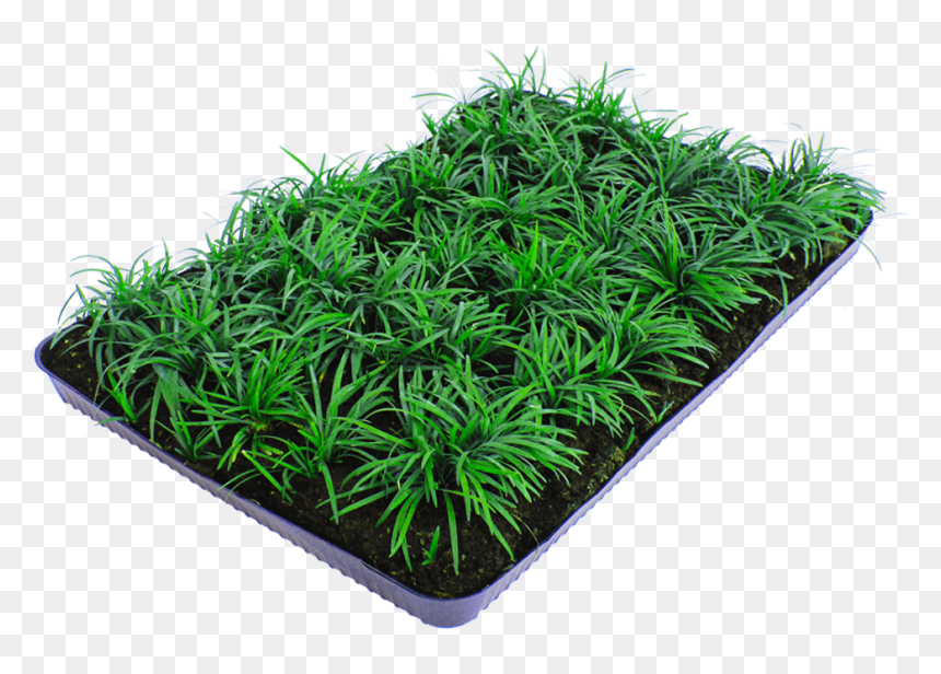 Dwarf Lilyturf, HD Png Download - ground cover png