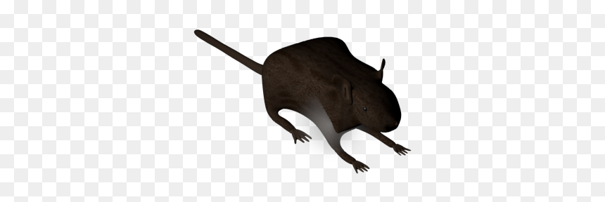 Punxsutawney Phil, HD Png Download - particle texture png