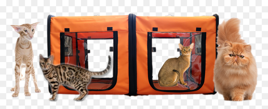 Tabby Cat, HD Png Download - tabby cat png