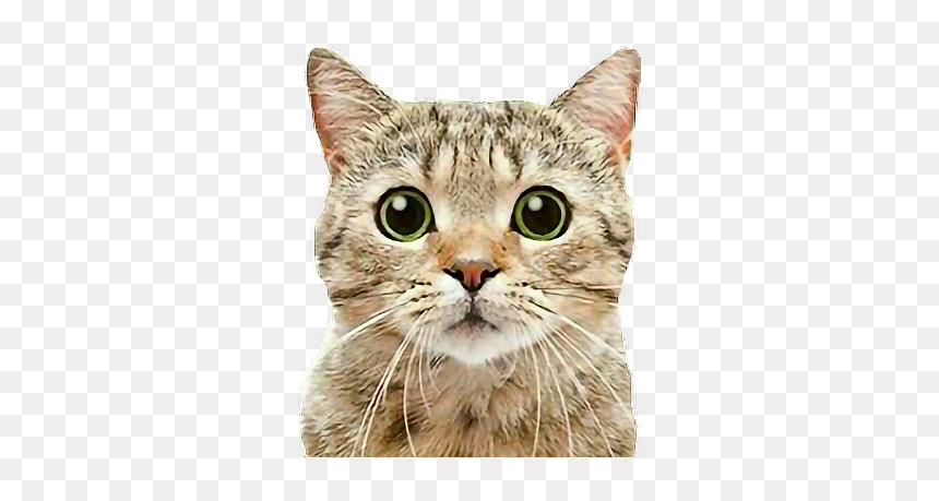 #cat #cats #tabbycat #tabby #petsandanimals #animals, HD Png Download - tabby cat png